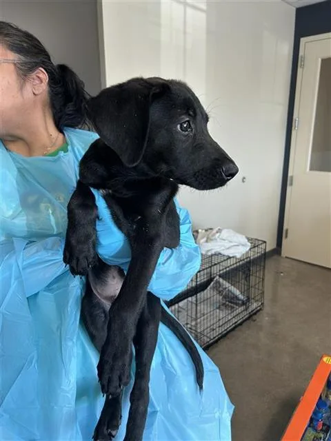 A baby small-sized male German Shepherd Dog dog named Osito for adoption in San Antonio, TX