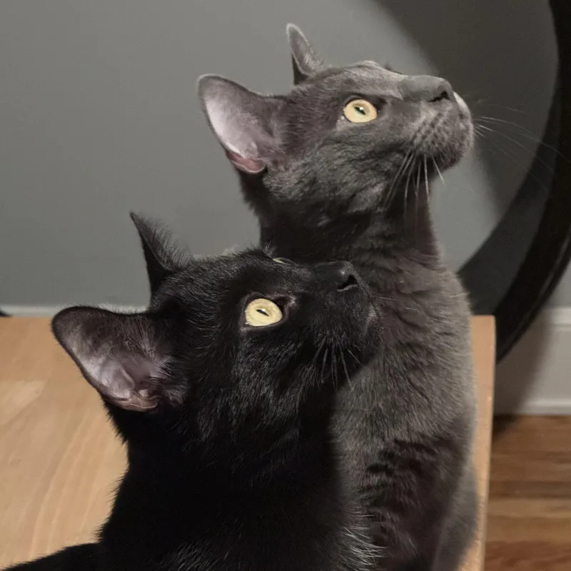 Macchiato thumbnail 3