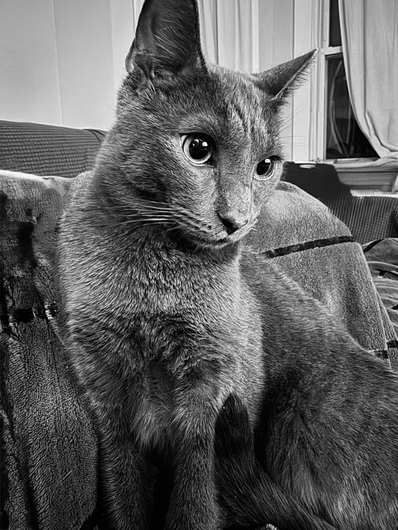 Macchiato thumbnail 4