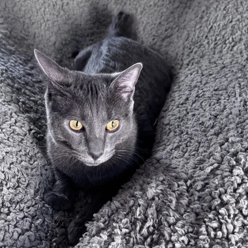 Macchiato thumbnail 5