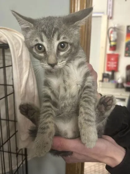 A baby small-sized male Domestic Short Hair cat named Ash for adoption in Divide, CO