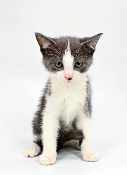 A baby small-sized male Domestic Short Hair cat named Gabriel for adoption in Morton Grove, IL
