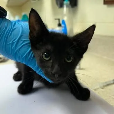 A baby small-sized male Black Domestic Short Hair cat named Duffy for adoption in Bastrop, TX