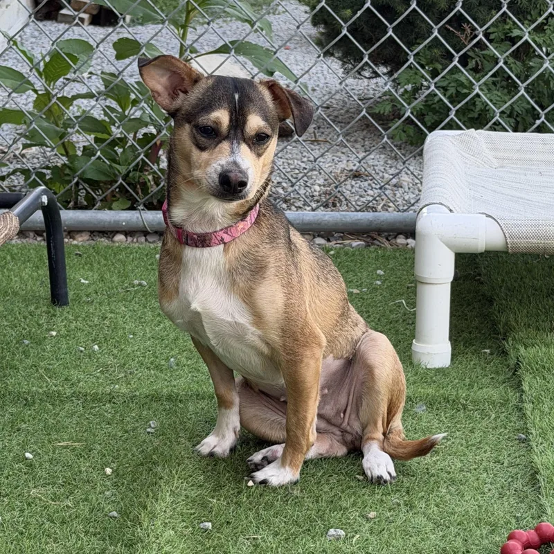A young small-sized female Chiweenie dog named Dumpling for adoption in Wilmington, OH