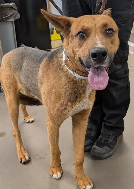 A young large-sized male German Shepherd Dog dog named Ivan for adoption in Phoenix, AZ