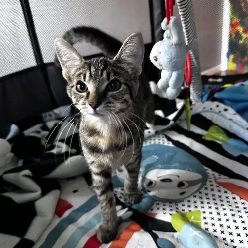 A baby small-sized female Domestic Short Hair cat named Oakley for adoption in Canal Winchester, OH