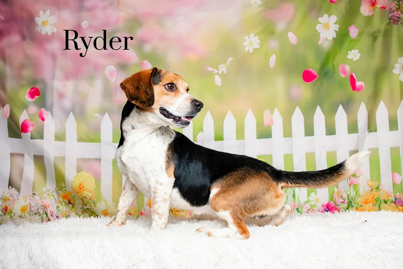 An adult small-sized male Tricolor (Brown, Black, & White) Beagle dog named Ryder for adoption in Oak Ridge, TN