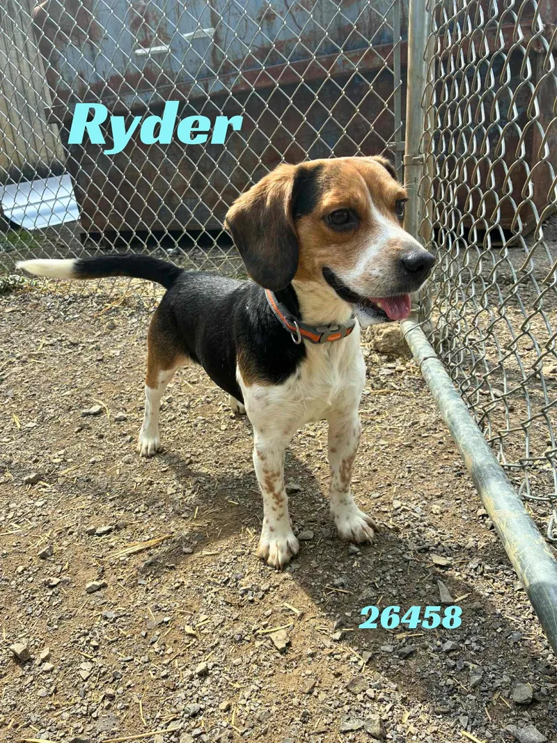 Ryder thumbnail 2