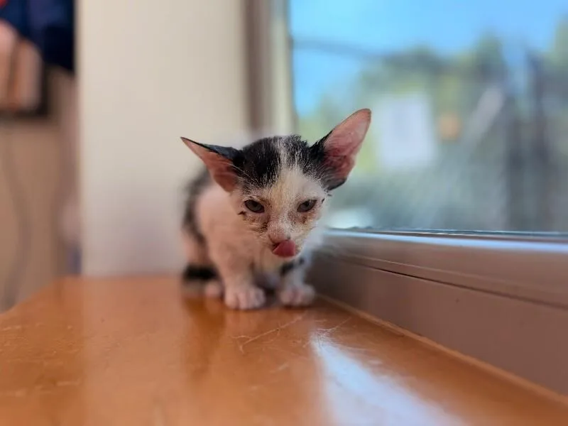 A young medium-sized female White Domestic Short Hair cat named Powdered Sugar A.K.A Snot for adoption in Disputanta, VA