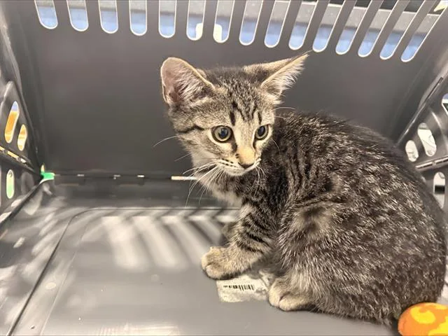 A baby small-sized female Domestic Short Hair cat named A for adoption in Charlotte, NC