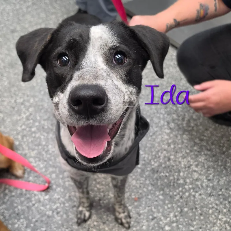 A young medium-sized female Black Australian Cattle Dog / Blue Heeler dog named Ida for adoption in Parkersburg, WV