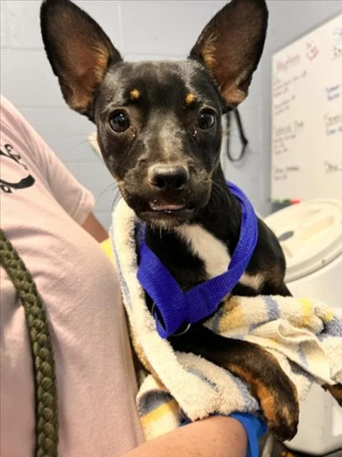 A young small-sized female Terrier dog named Caterpie for adoption in Woodland, CA