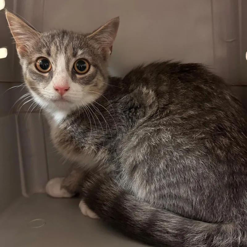 A baby small-sized male Gray / Blue / Silver Domestic Short Hair cat named Dior for adoption in Lynchburg, VA
