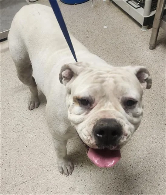 An adult large-sized female Pit Bull Terrier dog named Jelly for adoption in Bakersfield, CA