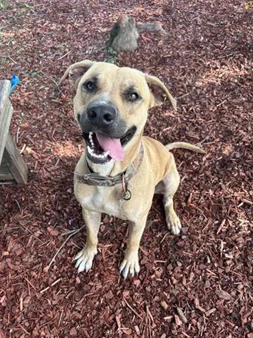 A young large-sized male Black Mouth Cur dog named Booger for adoption in Panama City, FL