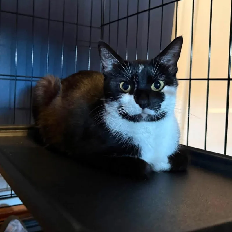 A young medium-sized female Black Domestic Short Hair cat named Chismosa for adoption in Oakton, VA