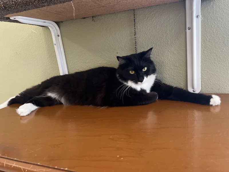 An adult medium-sized male Black & White / Tuxedo Tuxedo cat named Tucker for adoption in Jacksonville, OR