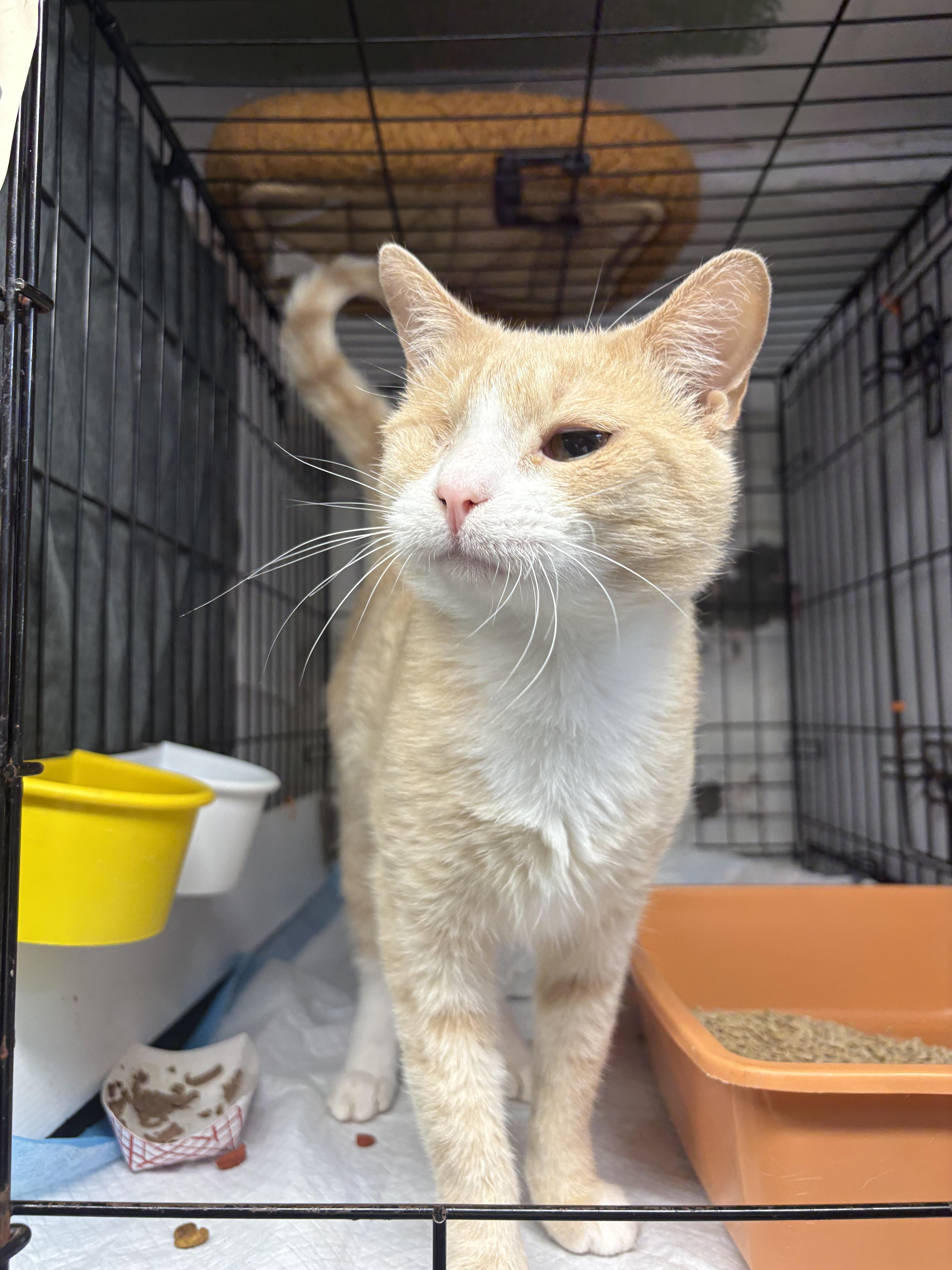 A young medium-sized male Domestic Short Hair cat named MARIO miracle snuggle for adoption in New York, NY