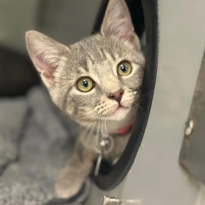 A baby small-sized female Gray / Blue / Silver Domestic Short Hair cat named WV Small Sugar for adoption in Port Washington, NY