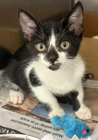 A baby small-sized female Domestic Short Hair cat named Katie Purry for adoption in West Chester, PA