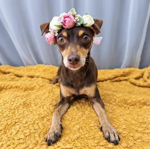 An adult small-sized female Brown / Chocolate Chihuahua dog named Ella for adoption in Foley, AL