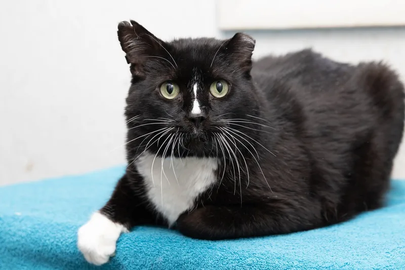 An adult medium-sized male Black & White / Tuxedo Domestic Short Hair cat named Tom Cat for adoption in Creston, IA