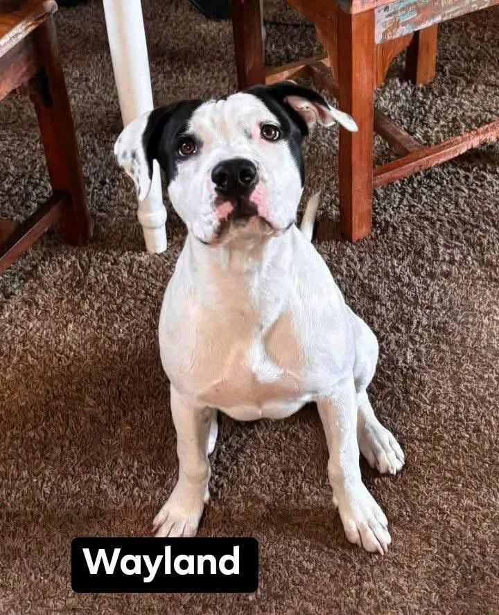 A baby medium-sized male White / Cream American Staffordshire Terrier dog named Wayland for adoption in Thornton, CO