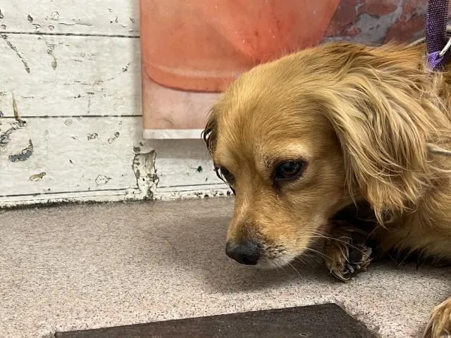 A young small-sized male Cocker Spaniel dog named Slinky for adoption in San Bernardino, CA