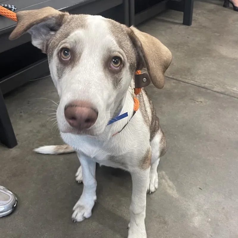 A young medium-sized male White / Cream Dalmatian dog named Teddy for adoption in Tampa, FL