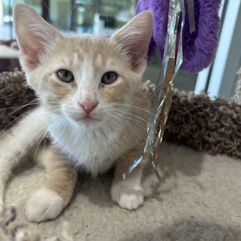A baby small-sized male Buff / Tan / Fawn Domestic Short Hair cat named Artemis for adoption in Leander, TX