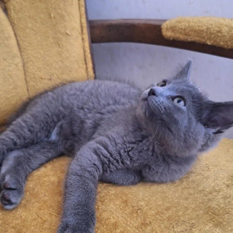 A baby medium-sized female Gray / Blue / Silver Domestic Short Hair cat named Fern and Floyd for adoption in BUTLER, PA