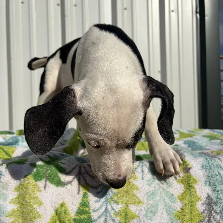A baby medium-sized female American Bulldog dog named Ruby for adoption in Paradise, TX