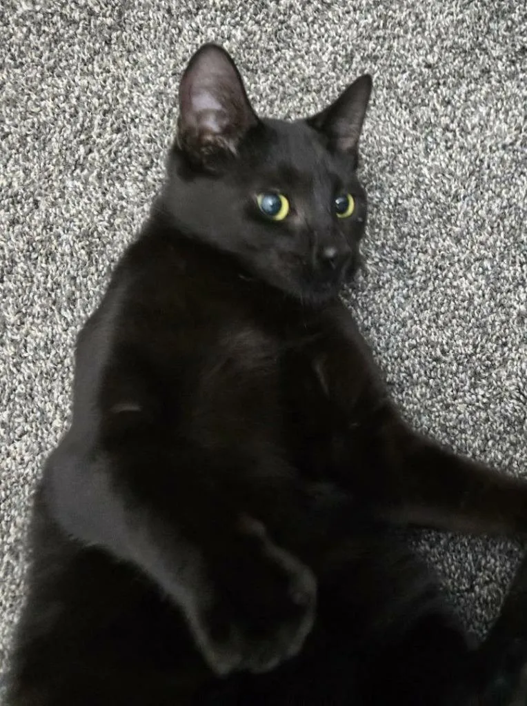 A young medium-sized male Domestic Short Hair cat named Minnie Man for adoption in Ogden, UT