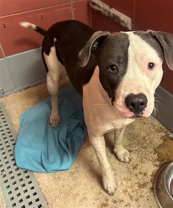 A young large-sized male Staffordshire Bull Terrier dog named Brody for adoption in Houston, TX