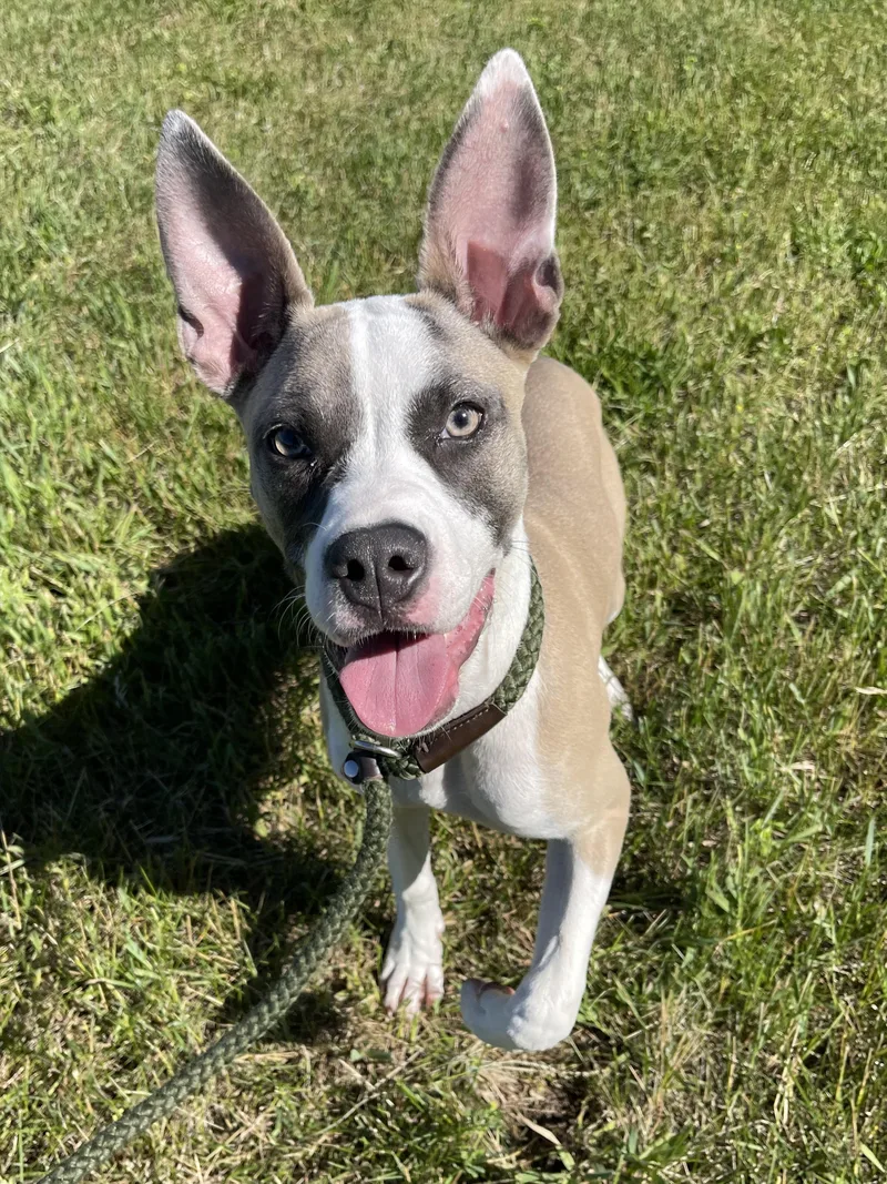 Nyla