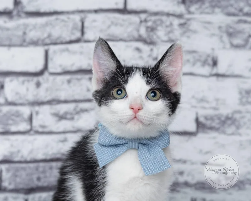 A baby medium-sized female Black & White / Tuxedo Domestic Short Hair cat named Jessie for adoption in Tuscaloosa, AL