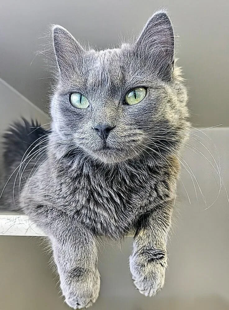 Delilah