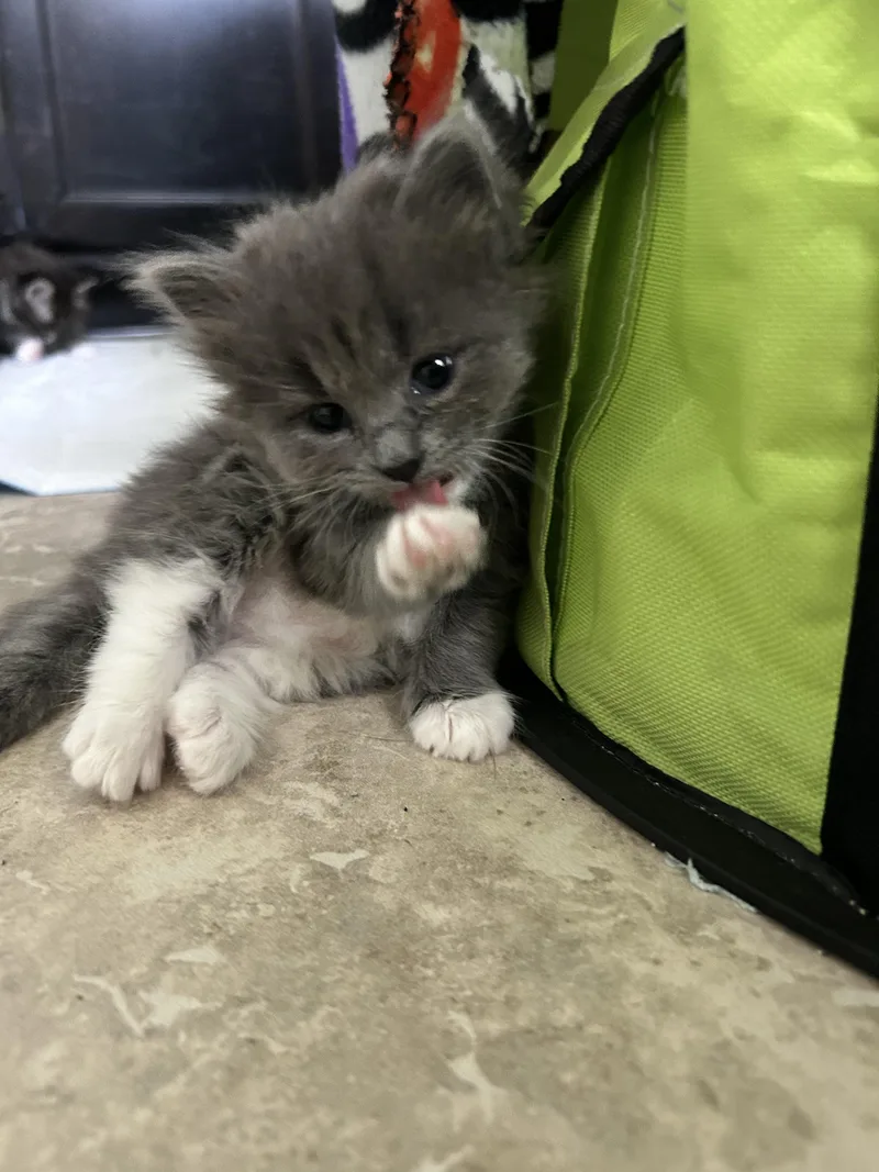 A baby small-sized male Gray & White Domestic Medium Hair cat named Lucas for adoption in Sanford, NC