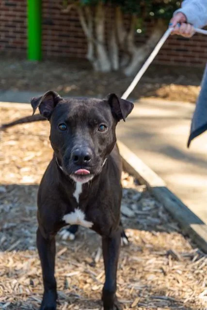 An adult medium-sized male Pit Bull Terrier dog named Jackjack for adoption in Charlotte, NC