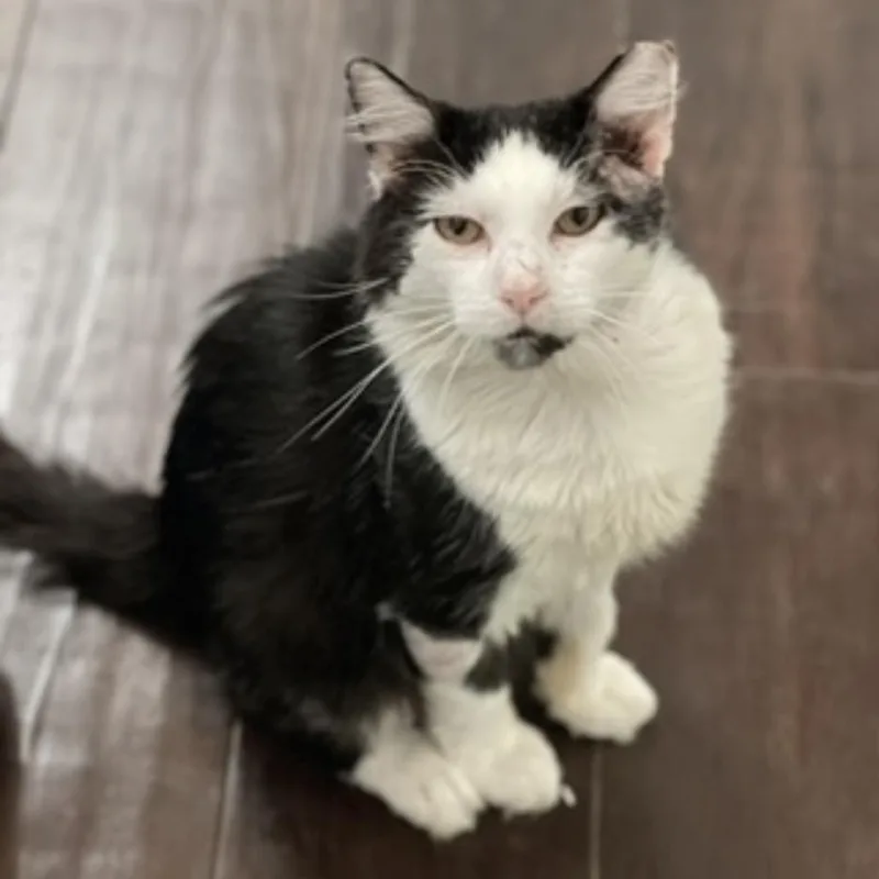 A senior large-sized male Black Domestic Medium Hair cat named Gizmo for adoption in Indianapolis, IN