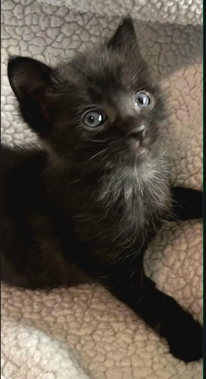 A baby medium-sized male Black Domestic Short Hair cat named Cole for adoption in Campbell, CA