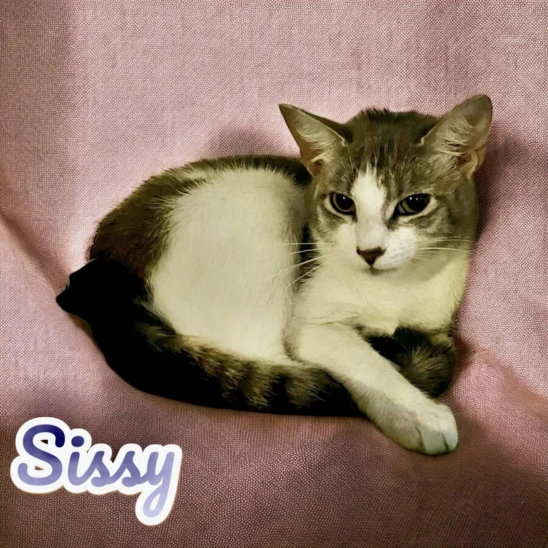 Sissy  Md thumbnail 4