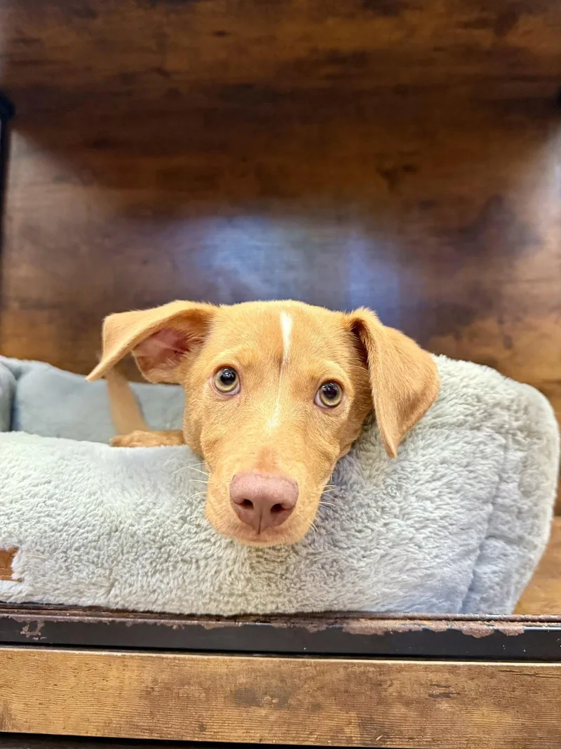 A young medium-sized male Feist dog named Cleveland! for adoption in Hilton Head Island, SC