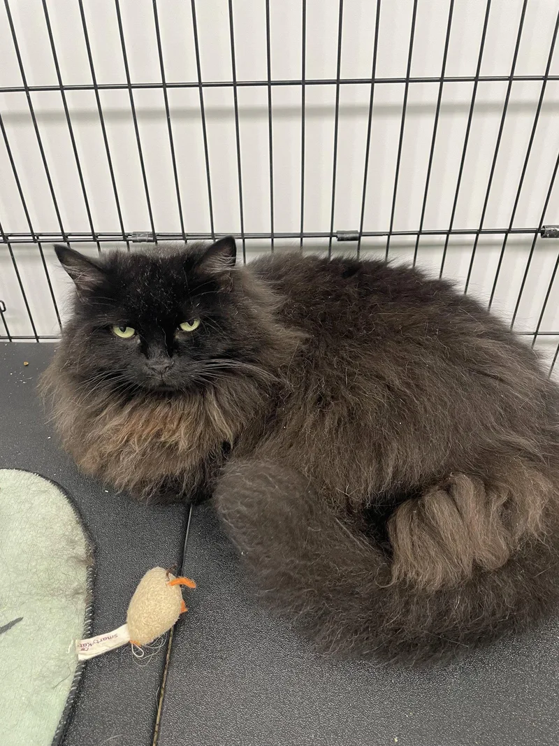 An adult medium-sized male Black Domestic Long Hair cat named Shadow for adoption in Georgetown, KY