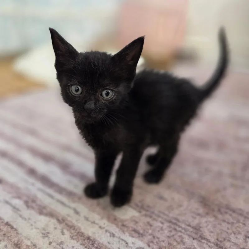 A baby medium-sized male Black Domestic Short Hair cat named Janet for adoption in Chattanooga, TN