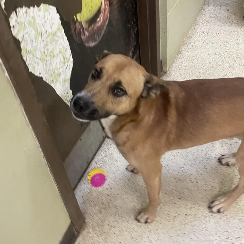 An adult large-sized male German Shepherd Dog dog named Roscoe for adoption in Muncie, IN
