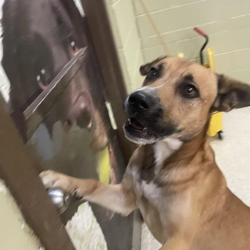 Roscoe thumbnail 2