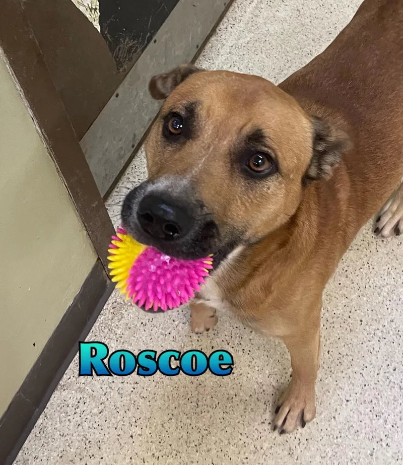 Roscoe thumbnail 3
