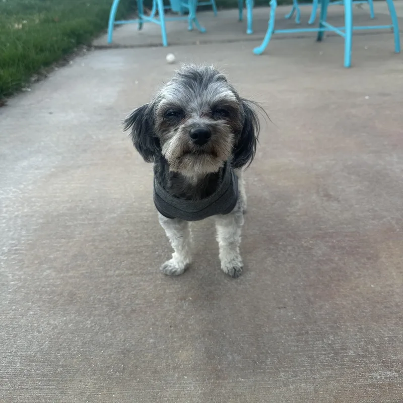 Panchito thumbnail 2