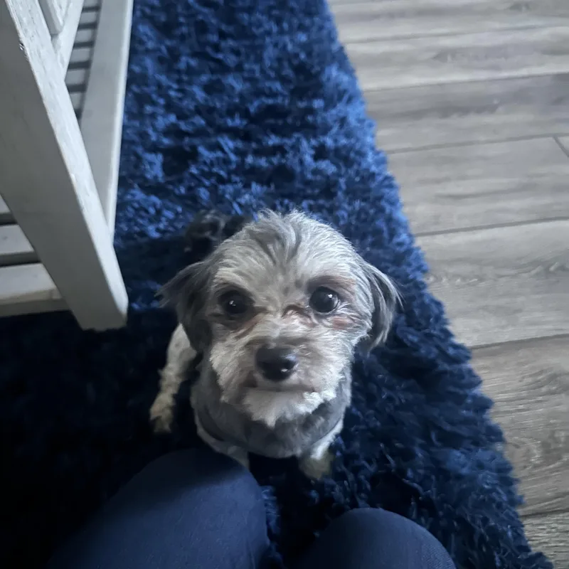 Panchito thumbnail 3